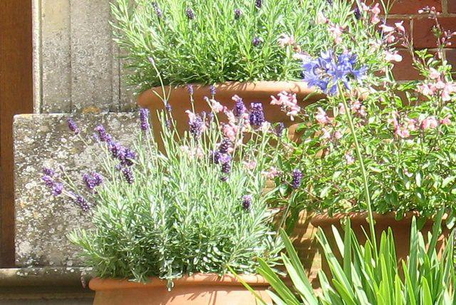 planter une lavande en pot